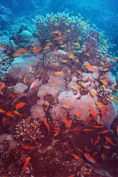 koralle bunt